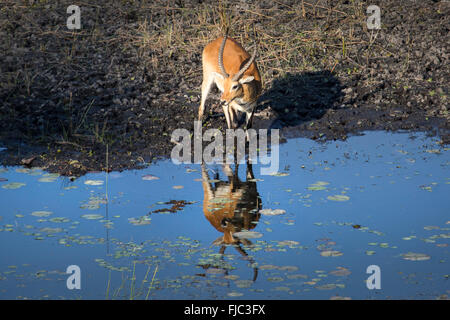 Kobus leche bere Foto Stock