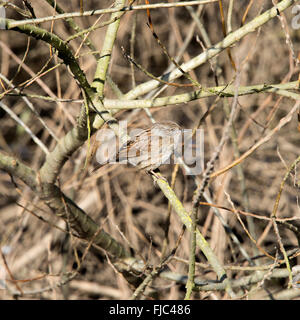 Un Dunnock o Hedge Sparrow posatoi in un piccolo albero a Fairburn Ings vicino a Castleford West Yorkshire England Regno Unito Regno Unito Foto Stock