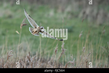 Corto-eared Owl-Asio flammeus battute di caccia. L'inverno. Regno Unito Foto Stock