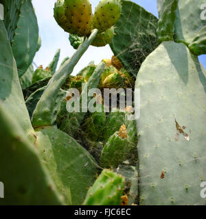 Close up di ficodindia cactus giganti ricoperti in spider webs Foto Stock