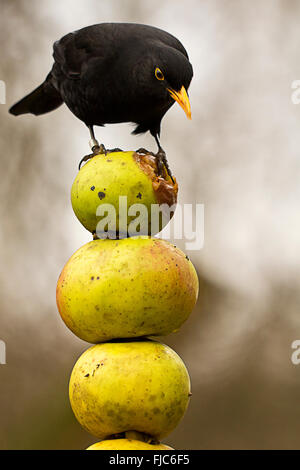 Black Bird maschio (Turdus merula) mangiare mentre arroccato su una pila di mele fissati con un metallo a spike. Messa a fuoco morbida dello sfondo in formato verticale. Foto Stock