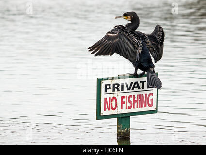 Cormorano (Phalacrocorax carbo) essiccazione ali appollaiato su un nessun segno di pesca nel porto di Chichester. Immagine ironico divertente concorso didascalia materiale. Foto Stock