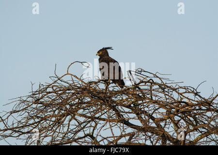 Long-crested eagle (Lophaetus occipitalis) appollaiato in un albero alto. Foto Stock