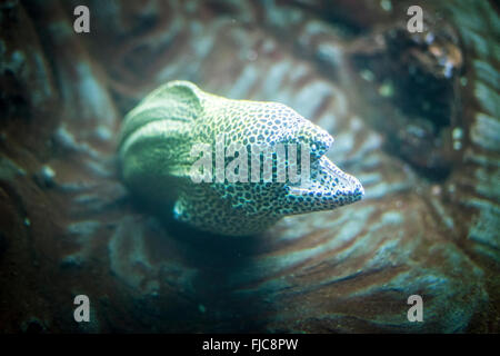 Moray nella grotta sotto il mare, con look ribelle Foto Stock