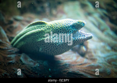 Muraenidae nella grotta sotto il mare, con look ribelle Foto Stock