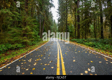 Strada deserta nel Hoh foresta pluviale del Parco Nazionale di Olympic. Foto Stock