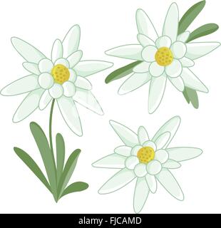 Fiori della stella alpina. Fiori selvatici di montagna bianca. Illustrazione vettoriale Illustrazione Vettoriale