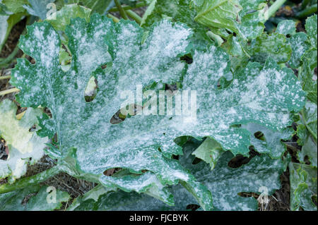 Oidio sulla pianta di zucchine Foto Stock