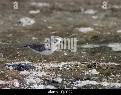 Un Wilson's Plover alimentazione lungo il litorale a Fort Myers Beach, Florida, Stati Uniti d'America Foto Stock