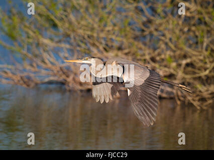 Un Airone blu volando attraverso le Everglades della Florida Foto Stock