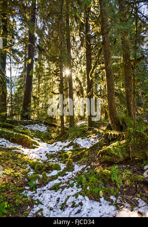 Luce che risplende attraverso una foresta nello Stato di Washington. Foto Stock