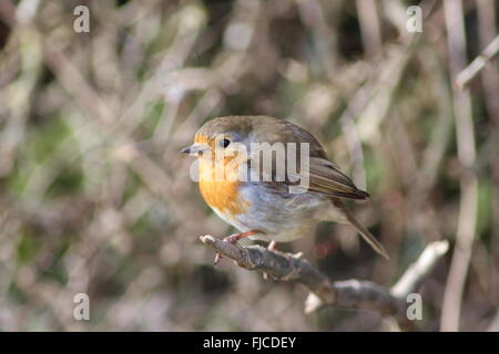 Robin in hedge Foto Stock