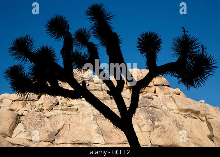 Joshua Tree National Park California USA Foto Stock