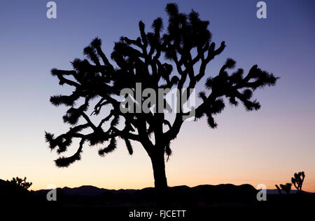Tramonto, Joshua Tree National Park California USA Foto Stock