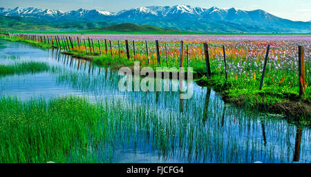 Camas fiori selvatici in primavera con rustici staccionata in legno line.coperta di neve Smokey Mountains in background. Idaho, Stati Uniti d'America Foto Stock