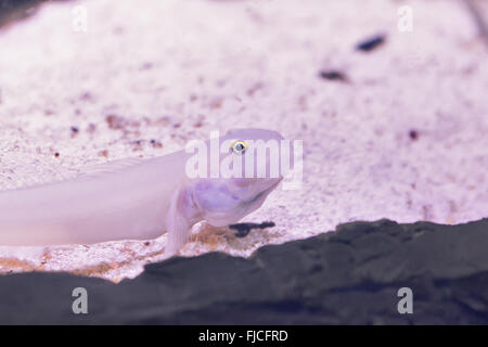 Primo piano di un tropicale redtail catfish, nuotare in un acquario. Foto Stock