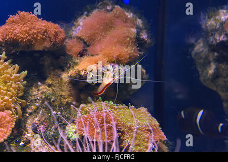 Pulitore di Skunk gamberetti Lysmata Amboinensis Foto Stock