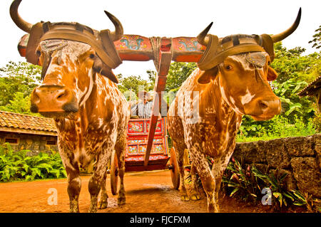 Buoi tori tirando colorato dipinto a mano Sarchi Ox Cart, sterzo Boyero-Cowboy tori. La Paz Gardens, Costa il riso Foto Stock