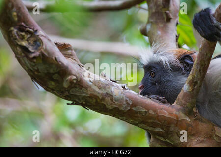 In via di estinzione Zanzibar Red Colobus Monkey (Procolobus kirkii), la foresta di Jozani, Zanzibar Foto Stock