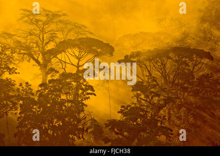 La foresta pluviale, raggi solari che filtrano attraverso la mattina presto la luce nella giungla foresta pluviale, Costa Rica Foto Stock