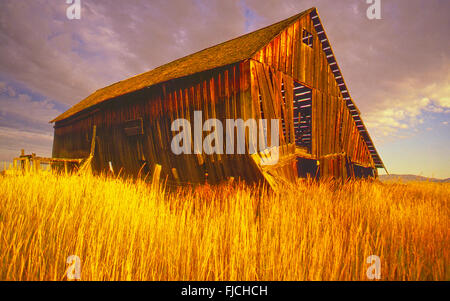 Vecchio rustico fienile in legno nel campo di grano dorati, Camas Prairie vicino Fairfiled, Idaho, Stati Uniti d'America Foto Stock
