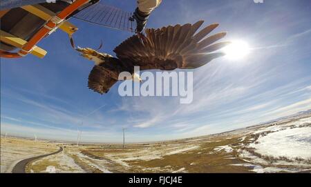 I ricercatori NREL rilasciare un aquila calva durante la ricerca presso il National Wind Technology Center Febbraio 9, 2016 in Boulder, CO. La ricerca è di aiutare il dipartimento dell'energia sviluppare sistemi che impediscono il bird colpisce con turbine eoliche. Foto Stock