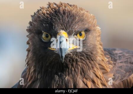 Nova un vecchio anno 16 Golden Eagle durante la ricerca presso il National Wind Technology Center Febbraio 10, 2016 a Boulder, CO. La ricerca è di aiutare il dipartimento dell'energia sviluppare sistemi che impediscono il bird colpisce con turbine eoliche. Foto Stock