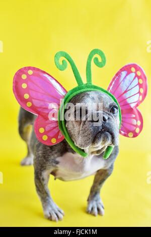 Un simpatico vecchio bulldog francese che indossa un costume di farfalla. Foto Stock