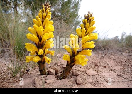 Jopo Agnello giallo nelle montagne di Aspe, Alicante, Spagna. Foto Stock