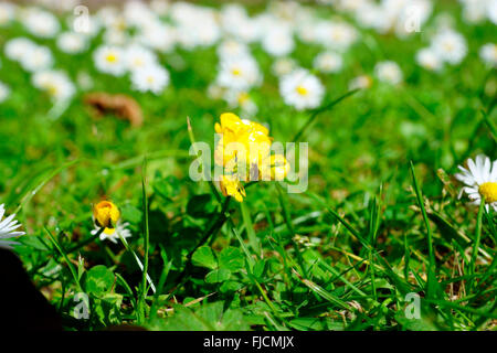 BUTTERCUP MORENTE Foto Stock