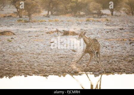 La giraffa in corrispondenza di un foro per l'acqua Foto Stock