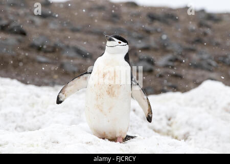 L'Antartide penguin, pinguini, Antartico. Pinguini Chinstrap (Pygoscelis Antartide) Foto Stock