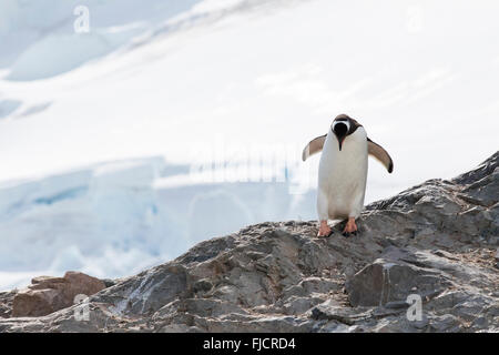 L'Antartide penguin, pinguini, Antartico. I pinguini di Gentoo (Pygoscelis papua). Foto Stock