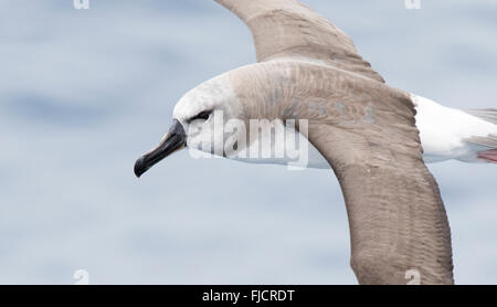 Albatross, immaturi con Testa Grigia, Thalassarche chrysostoma, volare nel passaggio di Drake. Albatross in volo vicino. Foto Stock