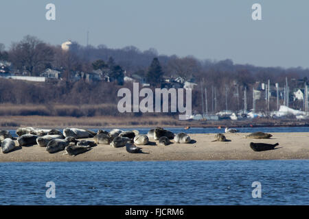 Una mandria di guarnizioni del porto si appoggia su un Sandbar off di Sandy Hook, New Jersey. Foto Stock