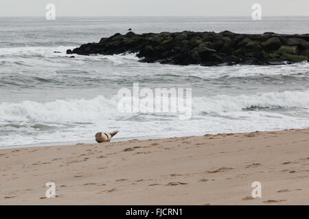 Una singola guarnizione si rilassa sulla spiaggia di Asbury Park, New Jersey. Foto Stock