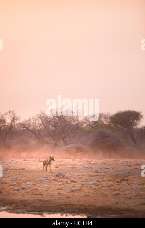 La iena in un polveroso sun rise Foto Stock