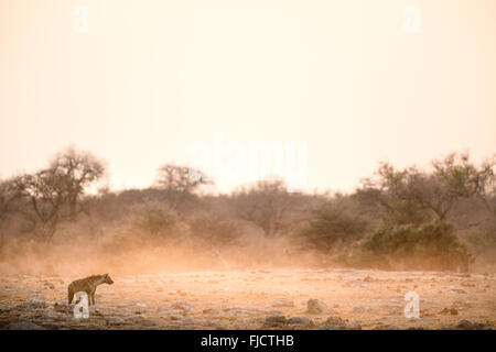 La iena in un polveroso sun rise Foto Stock