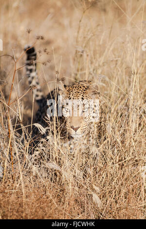 Un leopard cacce in il Bushveld Foto Stock