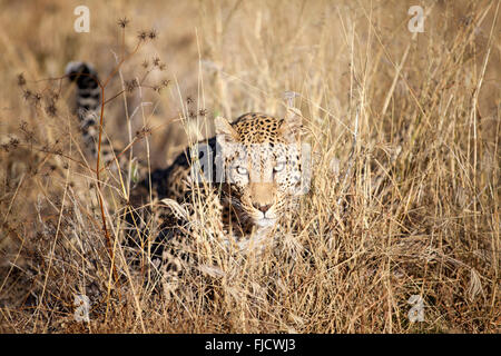 Un leopard cacce in il Bushveld Foto Stock