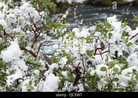 Coperta di neve alberi in Burney area torrente, McArthur-Burney cade Memorial State Park, Shasta County, California, macchie di neve Foto Stock