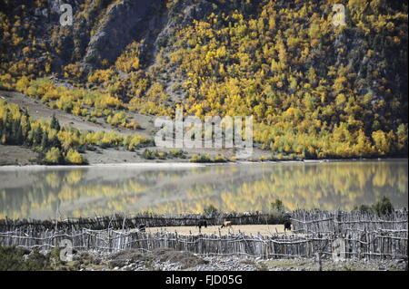 Tibet Tibet, CHN. 1 Mar, 2016. Ranwu Lago si trova a 318 Strada Nazionale, con una altezza di 3807 metri, e una lunghezza di 26 km, che copre 27 chilometri quadrati. Laguna ghiacciaio è la sua principale fonte di acqua quando la fusione. Credito: SIPA Asia/ZUMA filo/Alamy Live News Foto Stock