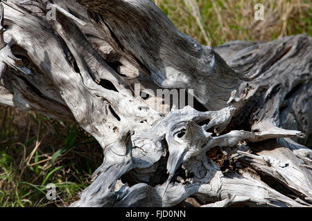 Deadwood Foto Stock