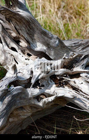 Deadwood Foto Stock