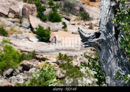 Inchiostri lago del Parco Statale di Texas Foto Stock