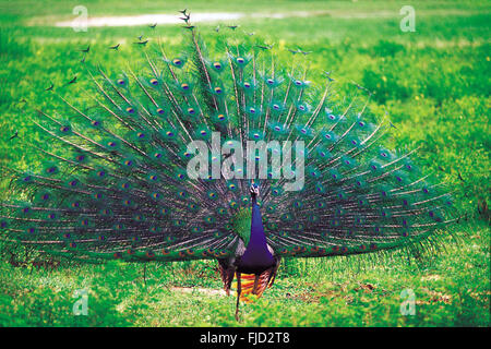 Ballo di pavone, santuario degli uccelli di bharatpur, ranthambore, rajasthan, india, asia Foto Stock