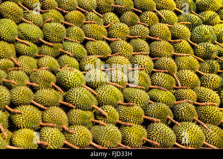 Una foto del modello di Durian Foto Stock