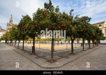 Alberi di arancio all'interno di ''Patio de Banderas'', vicino al 'Reales Alcázares''. Siviglia, in Andalusia. Spagna. Foto Stock
