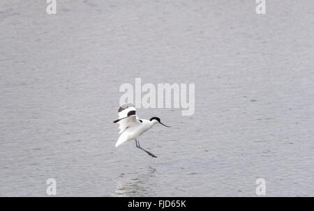 Un Avocet appena attorno alla terra in laguna a due Tree Island, Leigh on Sea, Essex Foto Stock
