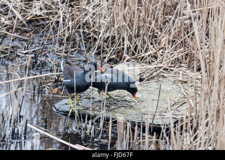 Una coppia di gallinelle d'acqua alimentazione su un ceppo di albero a bordo dell'acqua Foto Stock